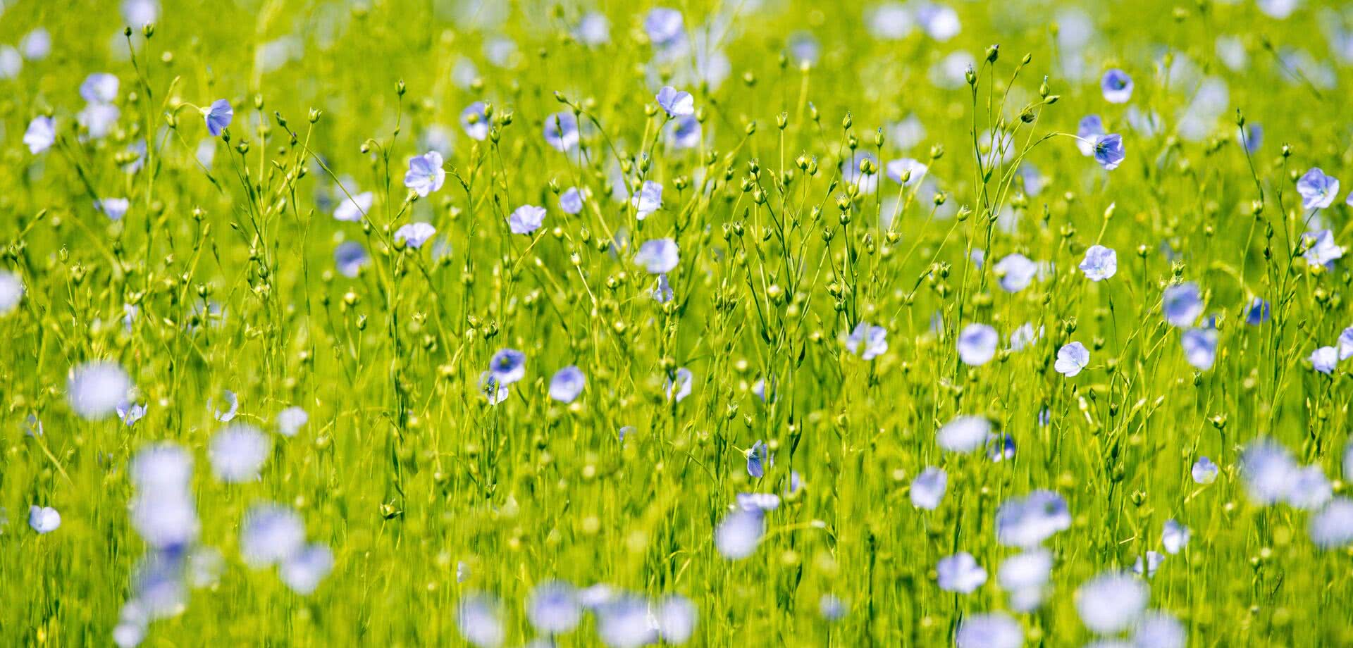 champs de fleurs de lin